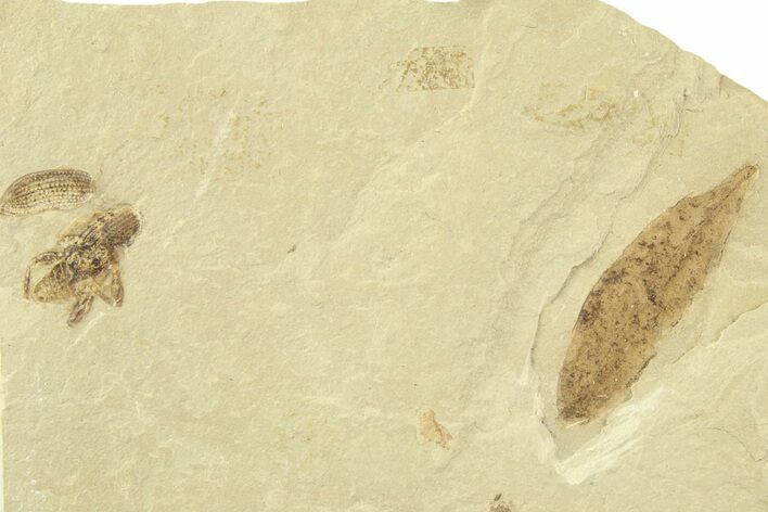 Fossil Mimosite Leaf with Beetle - Green River Formation #360312